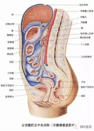 女性肚子器官图片